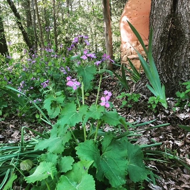 A plant with purple flowers in the woods.