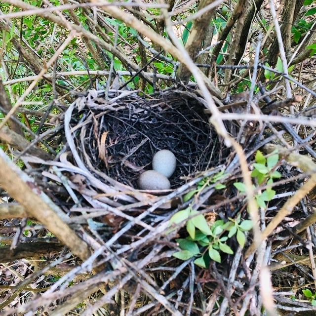 A bird nest with eggs in it.