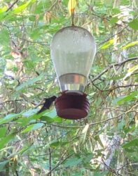 A hummingbird is perched on top of a feeder.